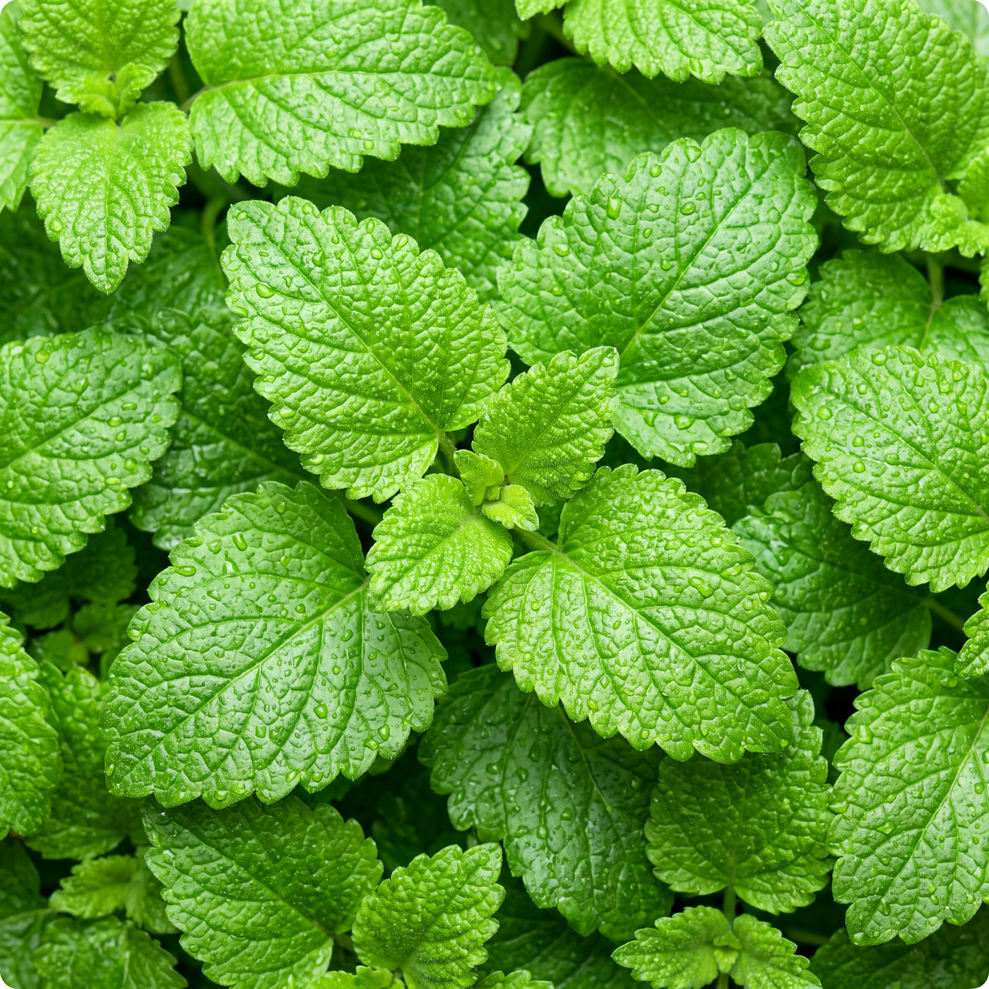 Lemon Balm