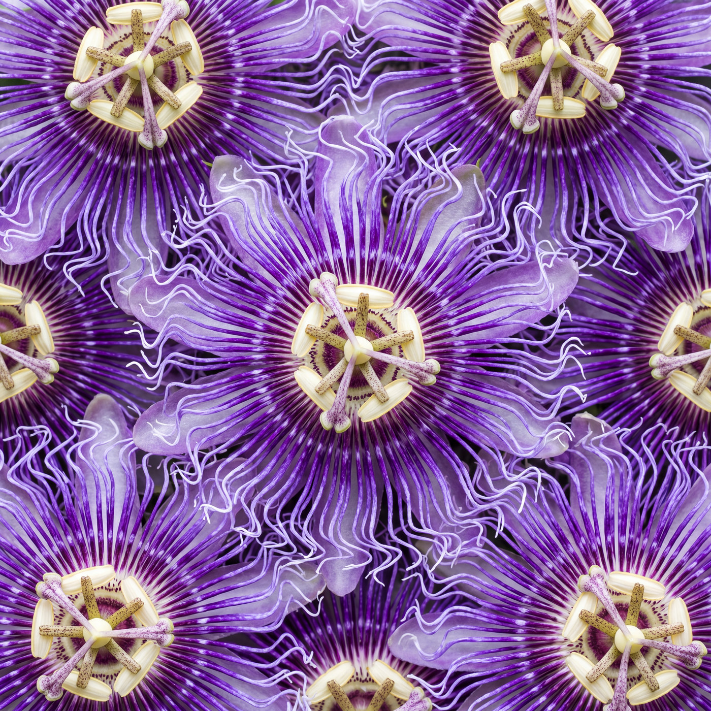 Passion Flower