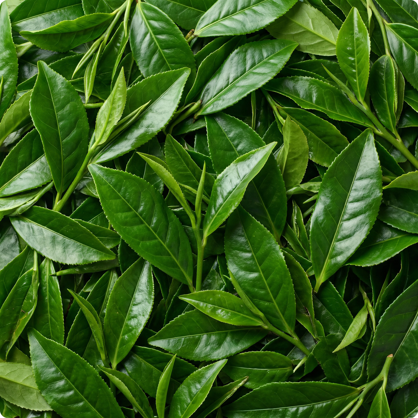 L-Theanine